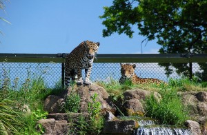 800px-ChesterZooJaguars
